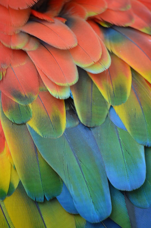 Macaw Photograph - Feathers by Richard Bryce and Family