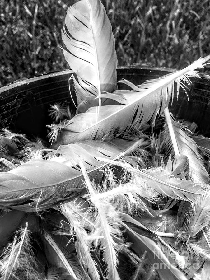 Feathers Photograph
