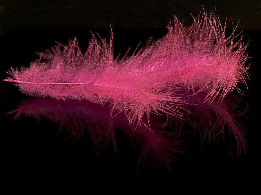 Abstract Photograph - Feathers by Svetlana Sewell
