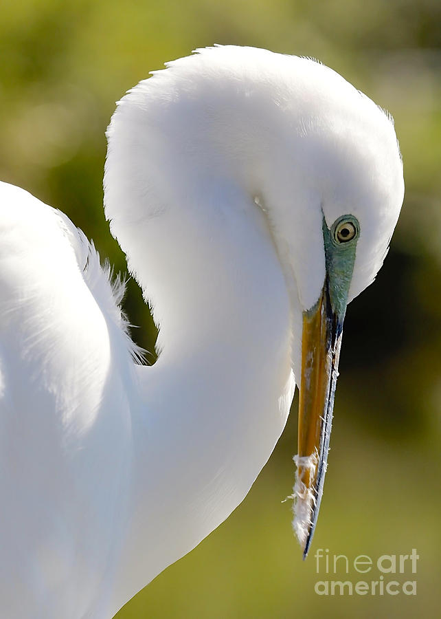 Feathery Great Egret Photograph by Carol Groenen