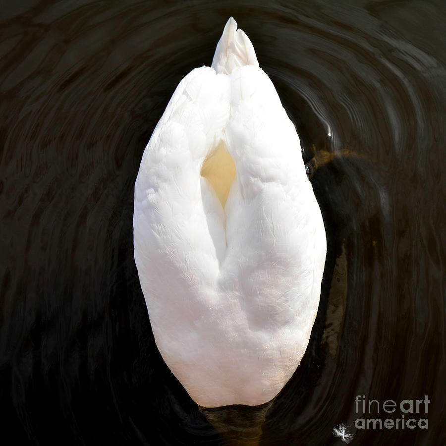 Swan Photograph - Feathery lily by Paul Davenport