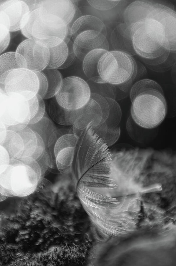 Feather Light - bw Photograph by Marilyn Wilson