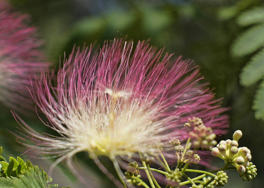 Flower Photograph - Feathery Mimosa Blooms by Cricket Hackmann
