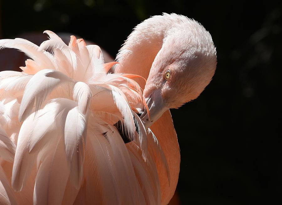 Feathery Pink Photograph by Fraida Gutovich