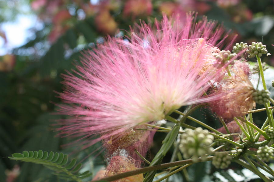Feathery Pink Photograph by Yvonne Ayoub