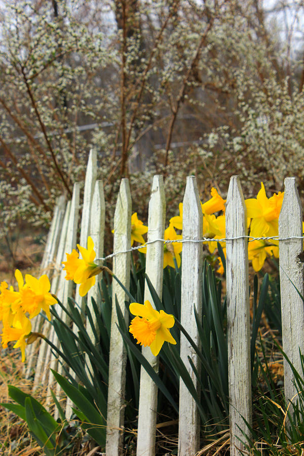 Winter Photograph - February Daffodils by Carolyn Wright