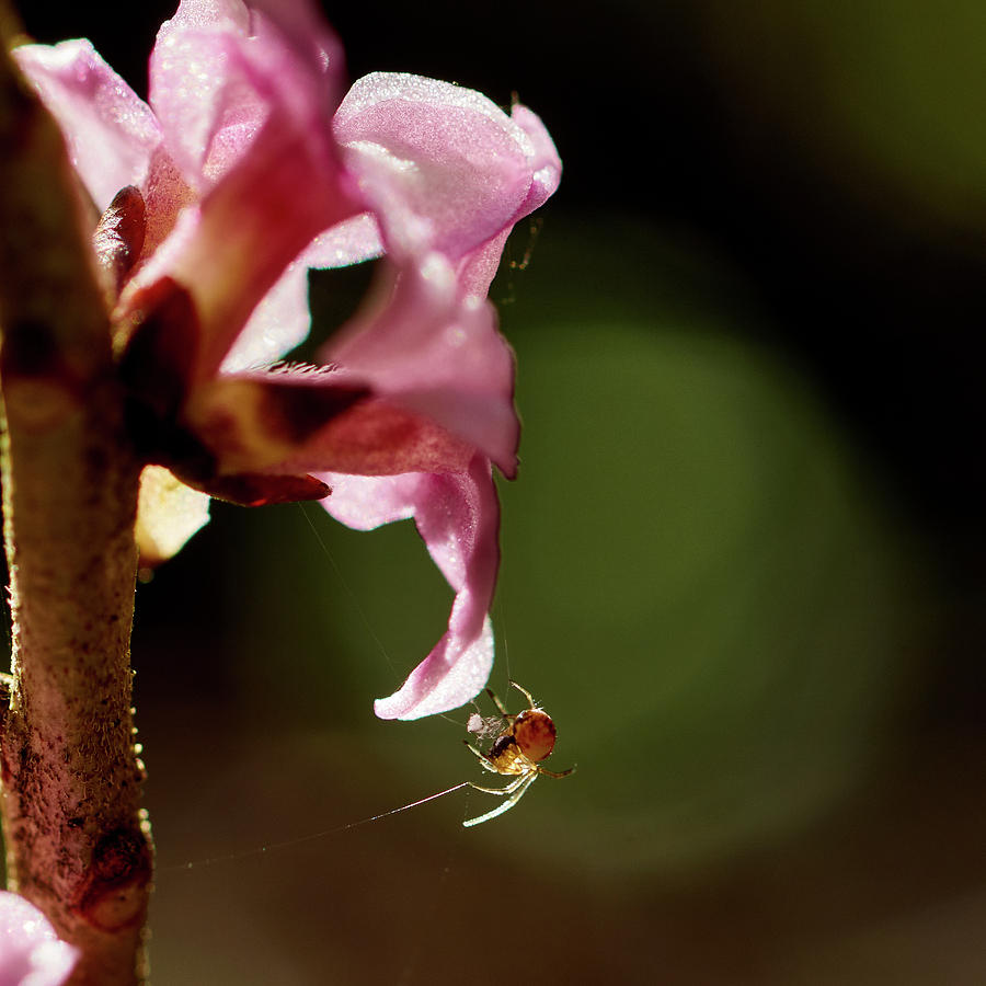 Nature Photograph - February daphne with a spider by Jouko Lehto