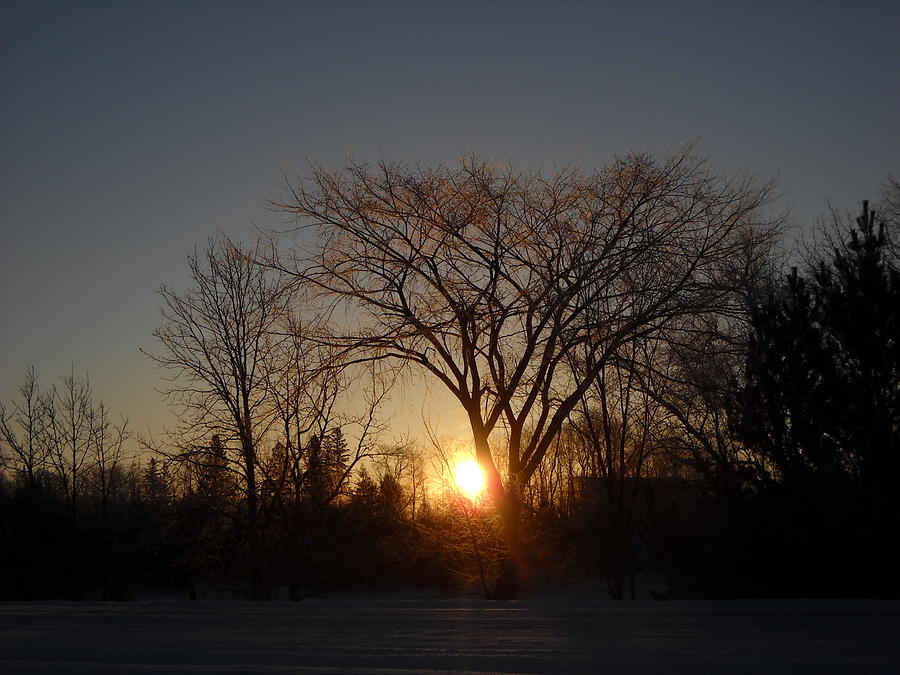 February Sunrise behind Elm Tree Photograph by Kent Lorentzen