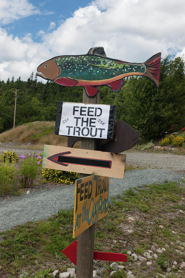 Feed the Trout Photograph by Suzanne Gaff