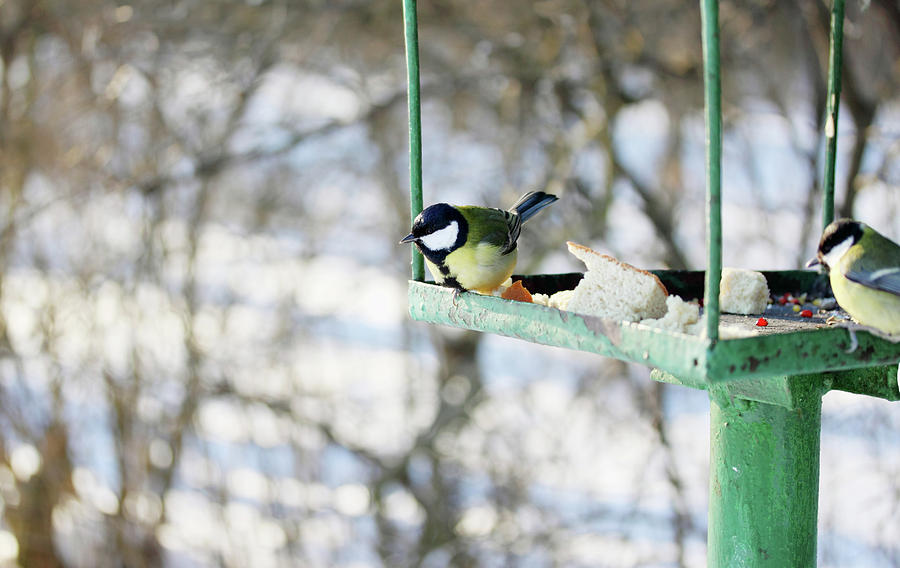 Feeder For Wild Birds By Iuliia Malivanchuk Photograph