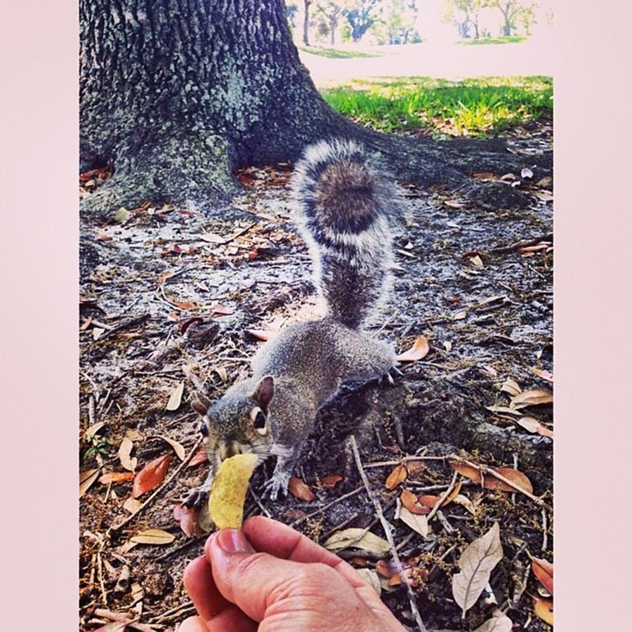 Feeding A Squirrel In Markham Park Photograph by Juan Silva