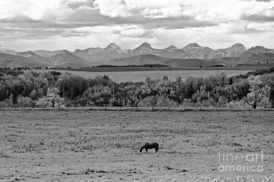 Black And White Photograph - Feeding Alone in the Pasture by Peter Jamieson