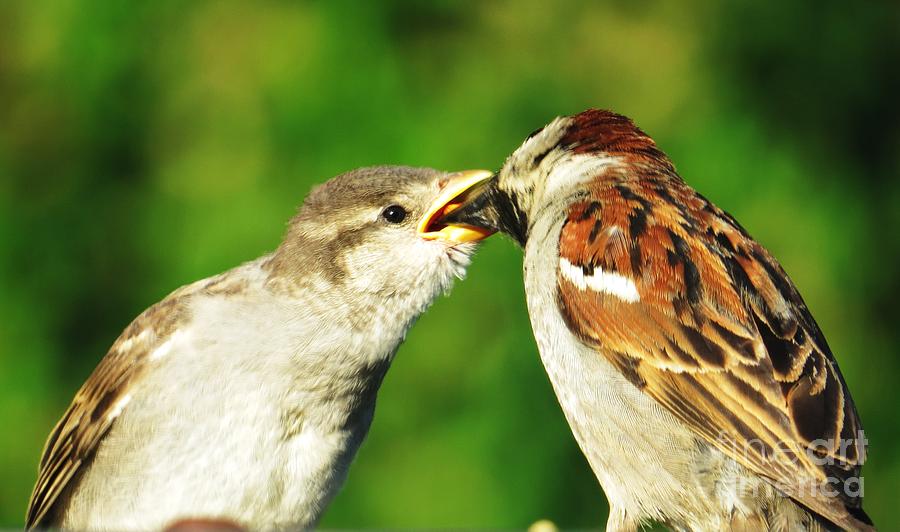 Feeding Baby Sparrow 3 Photograph by Judy Via-Wolff