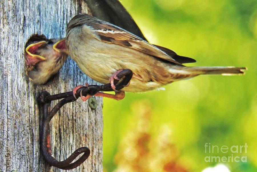 Feeding Baby Sparrows 1 Photograph by Judy Via-Wolff