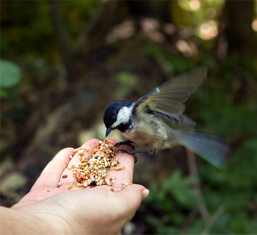 Feeding bird from my hand Photograph by Lilia D