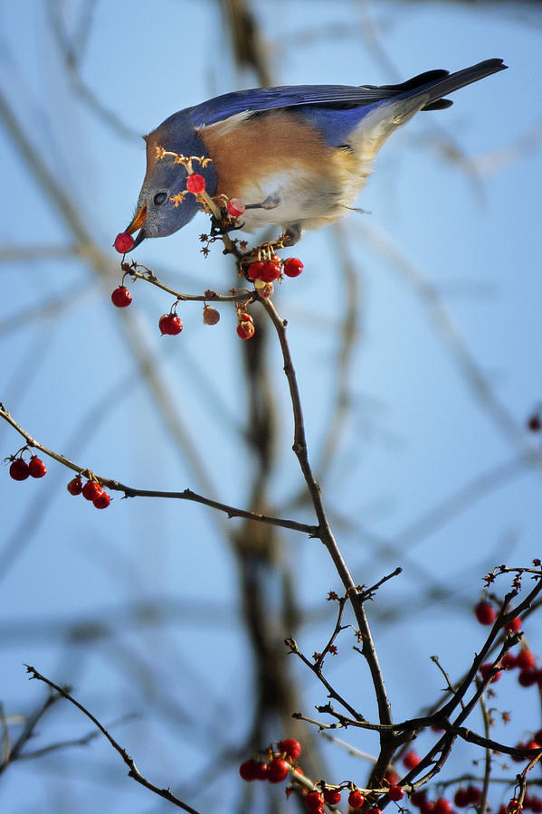 Feeding Bluebird Photograph by Bill Wakeley