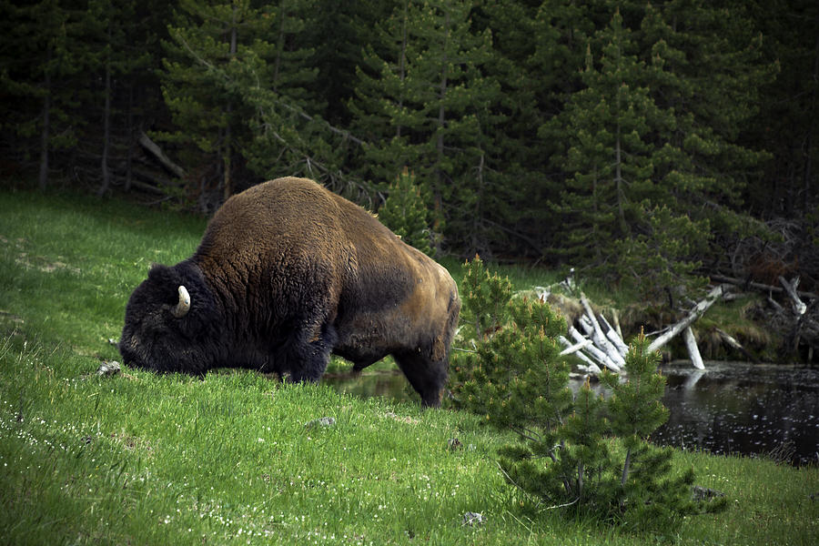 Feeding Buffalo Photograph by Jason Moynihan