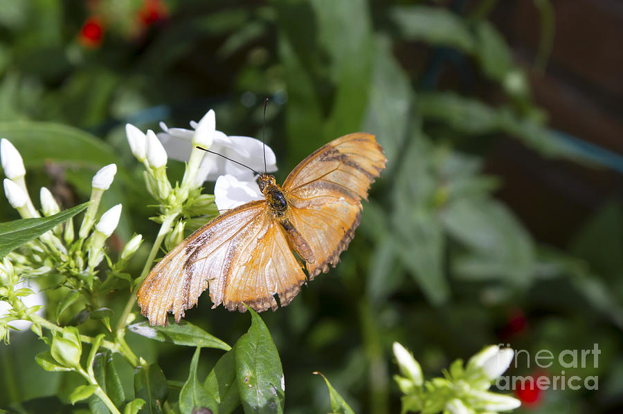 Feeding butterfly  Photograph by Karen Foley