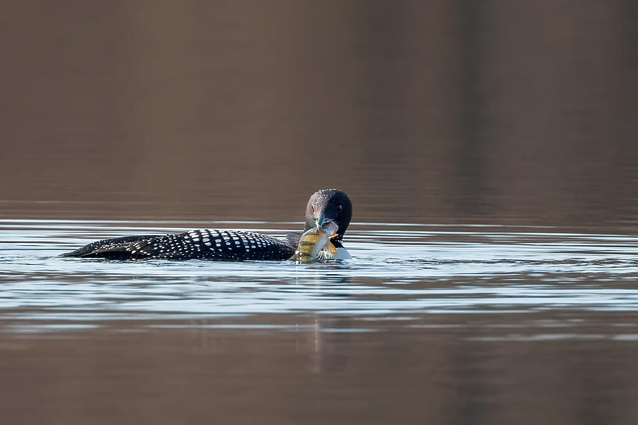 Feeding Common Loon Photograph by Bill Wakeley