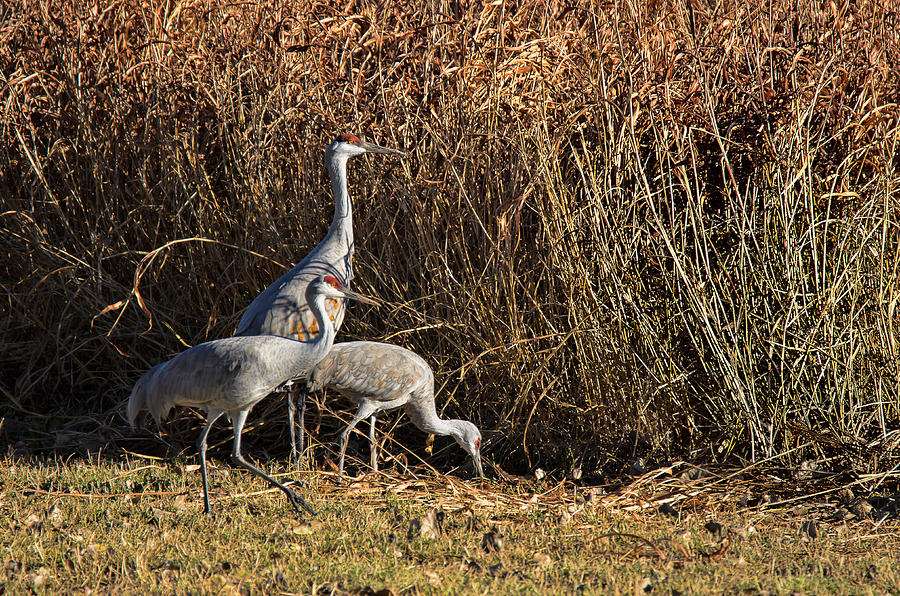 Feeding Cranes Photograph by Lonnie Wooten - Fine Art America