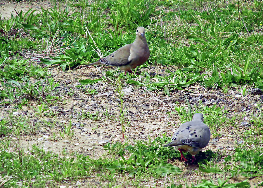 Feeding Doves Photograph