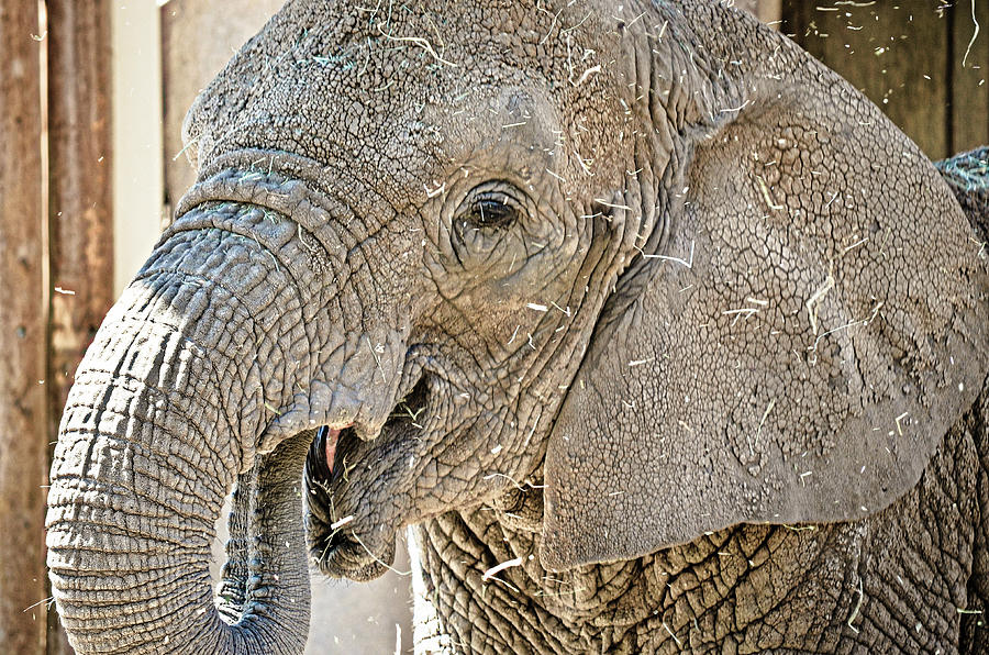 Feeding Elephant Photograph by La Dolce Vita