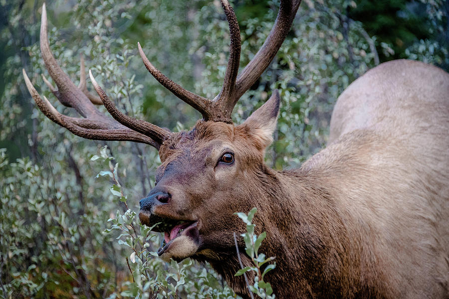 Feeding Elk in Bow Valley Photograph by Richard Irvin Houghton - Fine ...