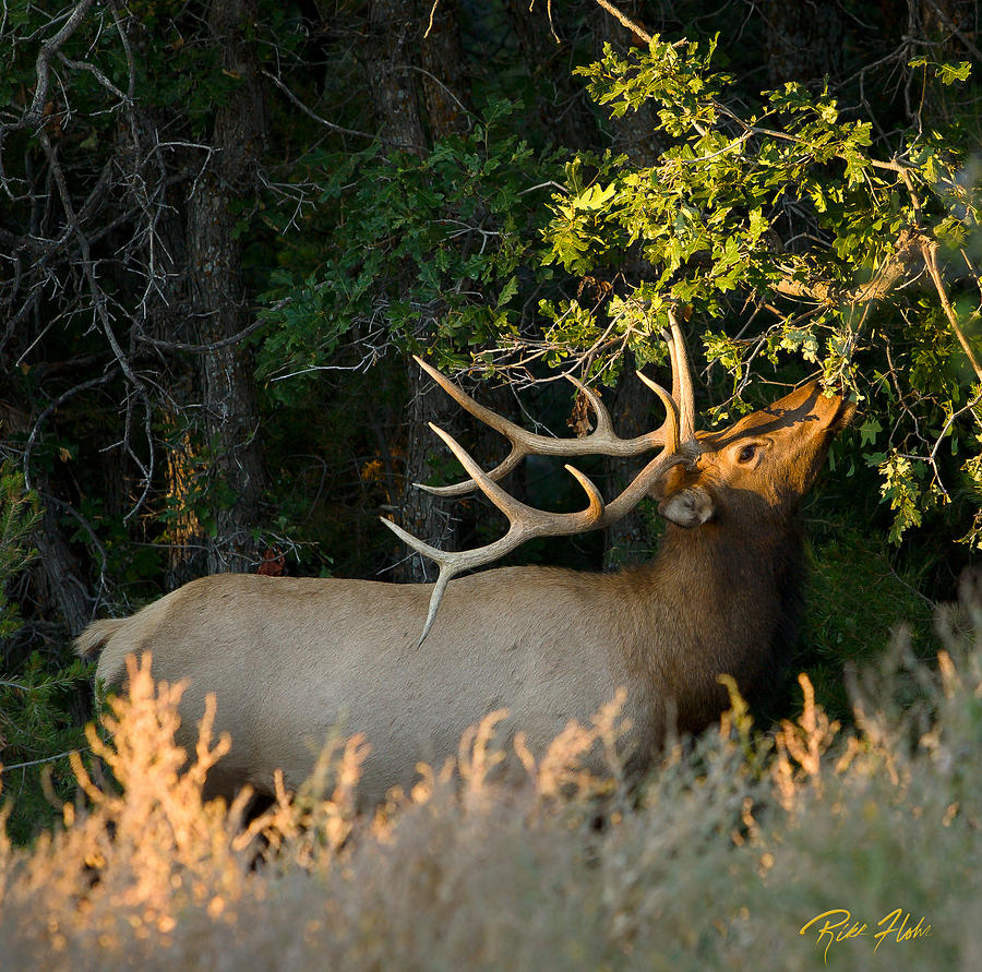 Feeding Elk Photograph by Rikk Flohr