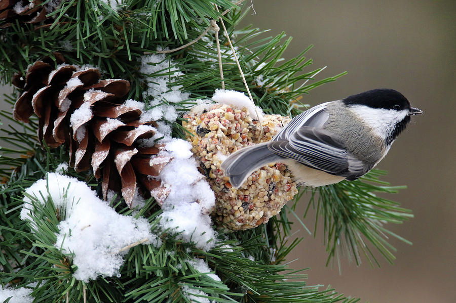 Feeding Feathered Friends Photograph by Brook Burling