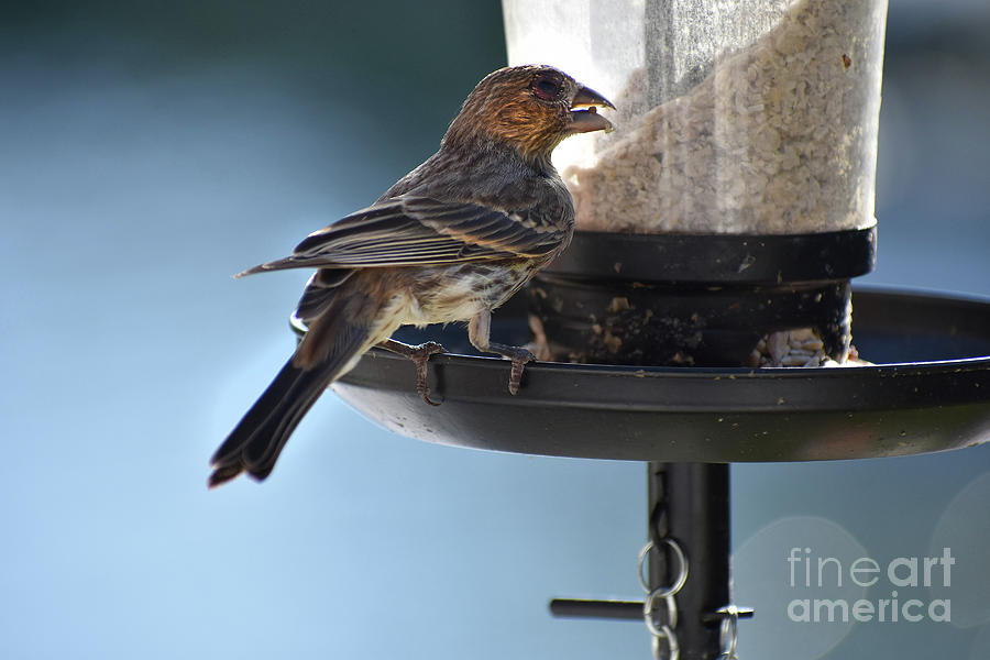 Animal Photograph - Feeding Finch by Skip Willits