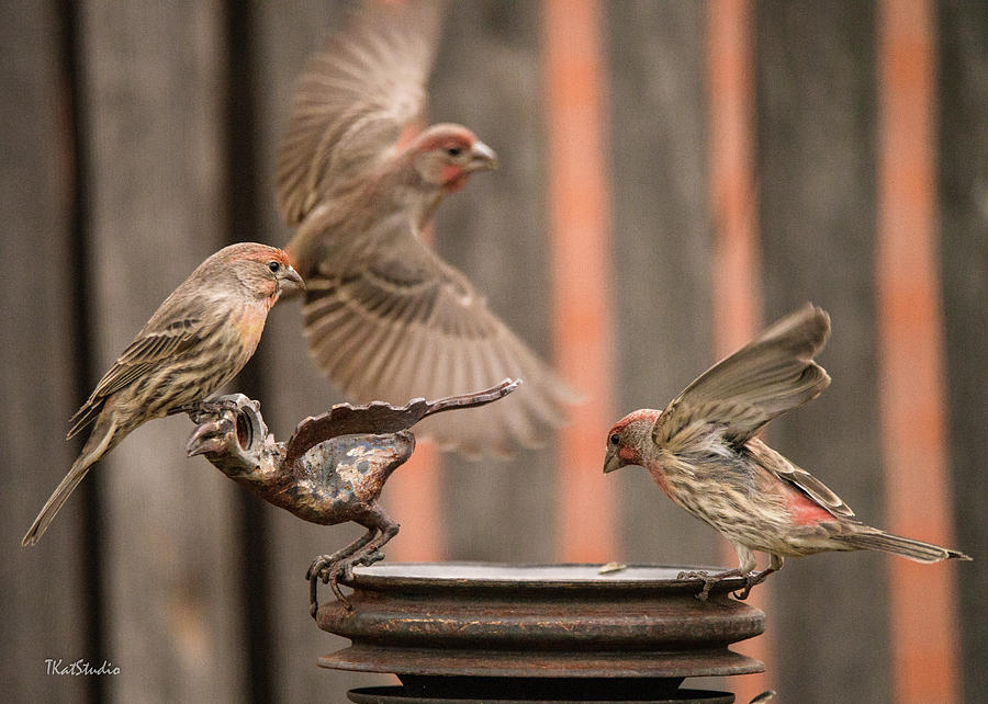 Feeding Finches Photograph by Tim Kathka Feeding Finches Photograph by Tim Kathka