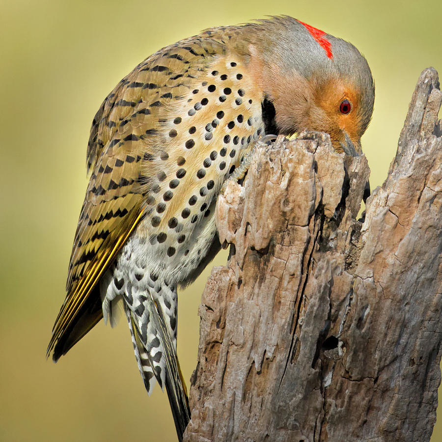Feeding Flicker square Photograph by Bill Wakeley