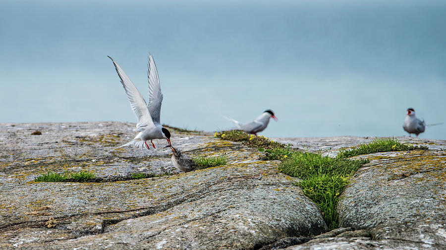 Feeding flying Photograph by Torbjorn Swenelius