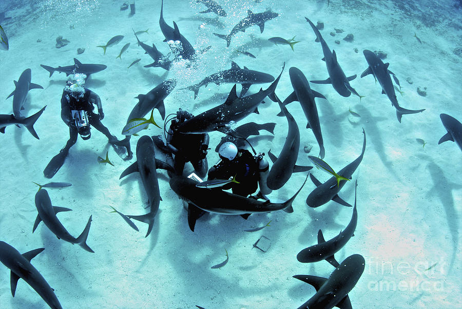 Feeding Frenzy Of Caribbean Reef Sharks Photograph by Amanda Nicholls - Fine Art America