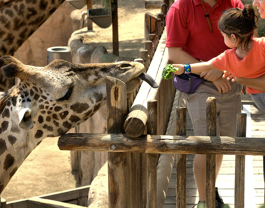 Feeding Giraffe 3 Photograph by Michael Gordon