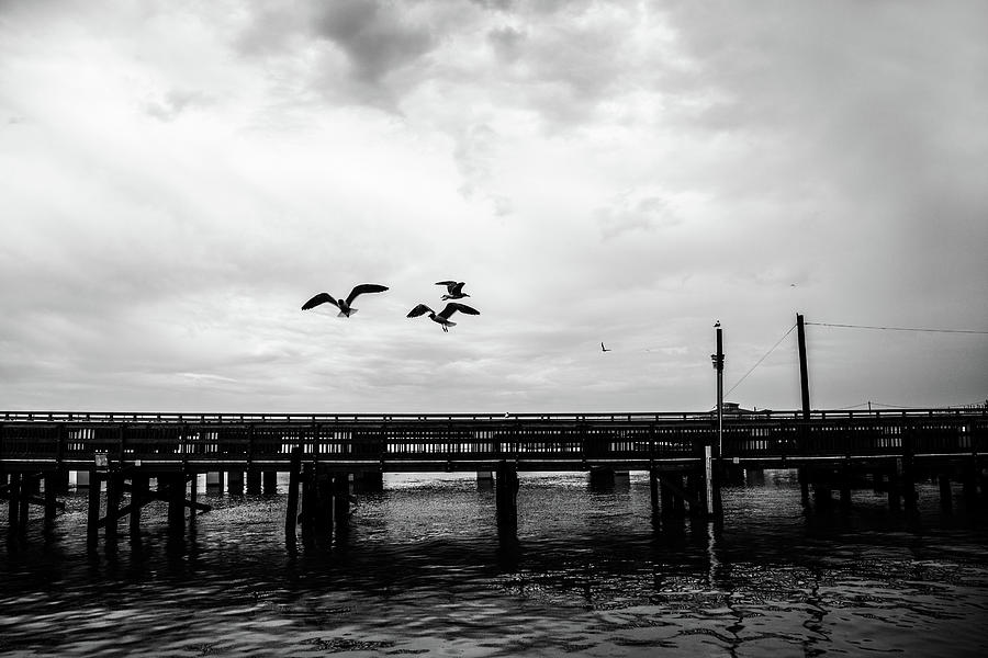 Feeding Gulls Photograph by Scott Pellegrin