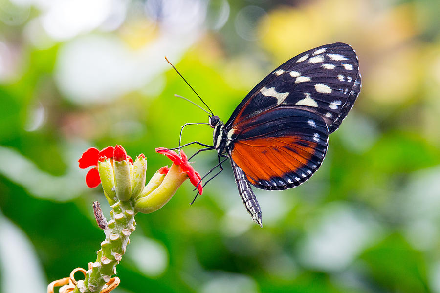 Feeding Hecales Longwing Butterfly Photograph by SR Green