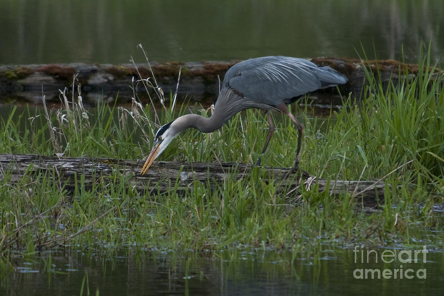 Feeding Heron Photograph by Rod Wiens - Fine Art America