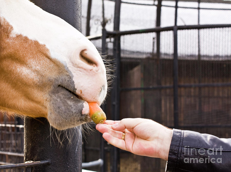 Feeding horse Photograph by Irina Afonskaya