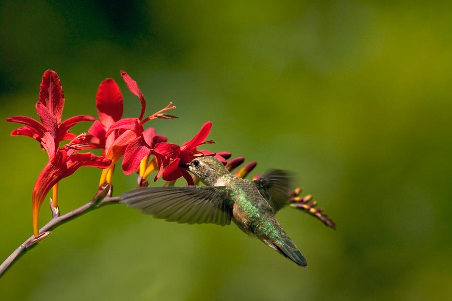 Hummingbird Photograph - Feeding Hummer by Randall Ingalls