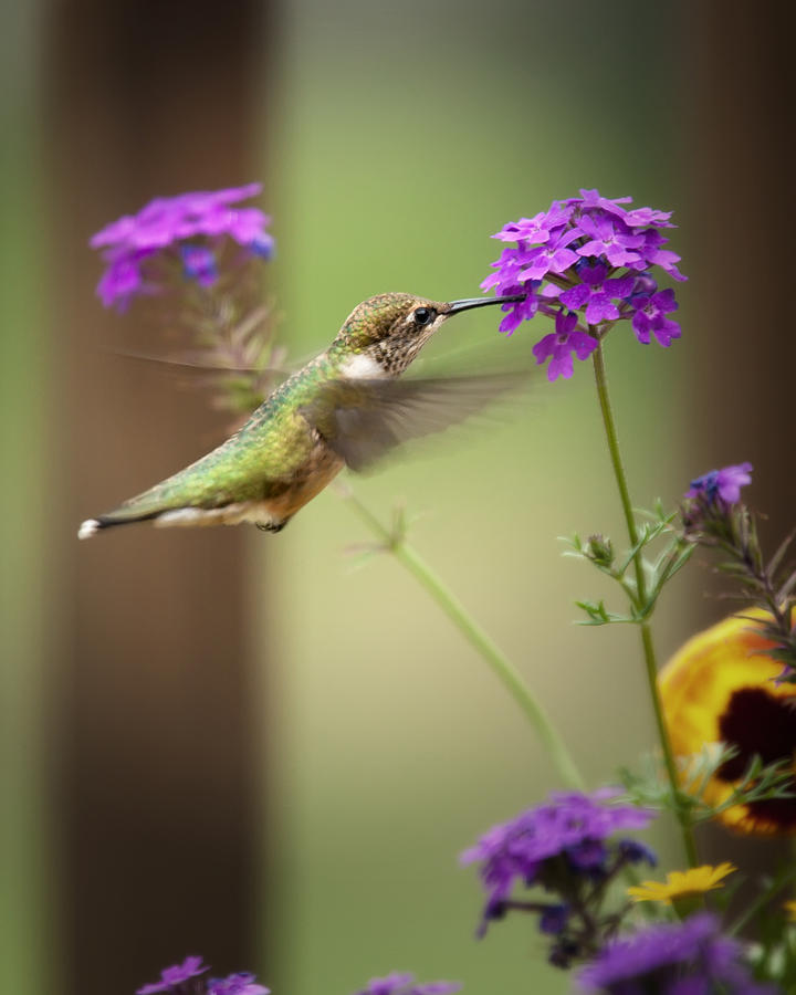 Feeding Hummingbird Photograph by Al  Mueller