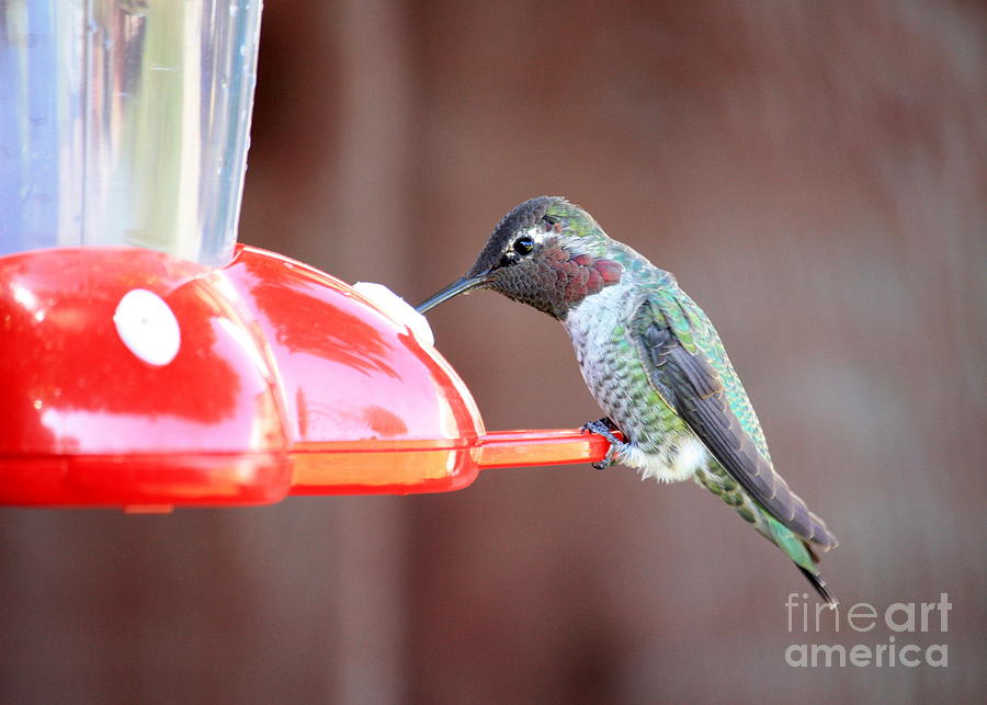 Feeding Hummingbird Photograph by Carol Groenen