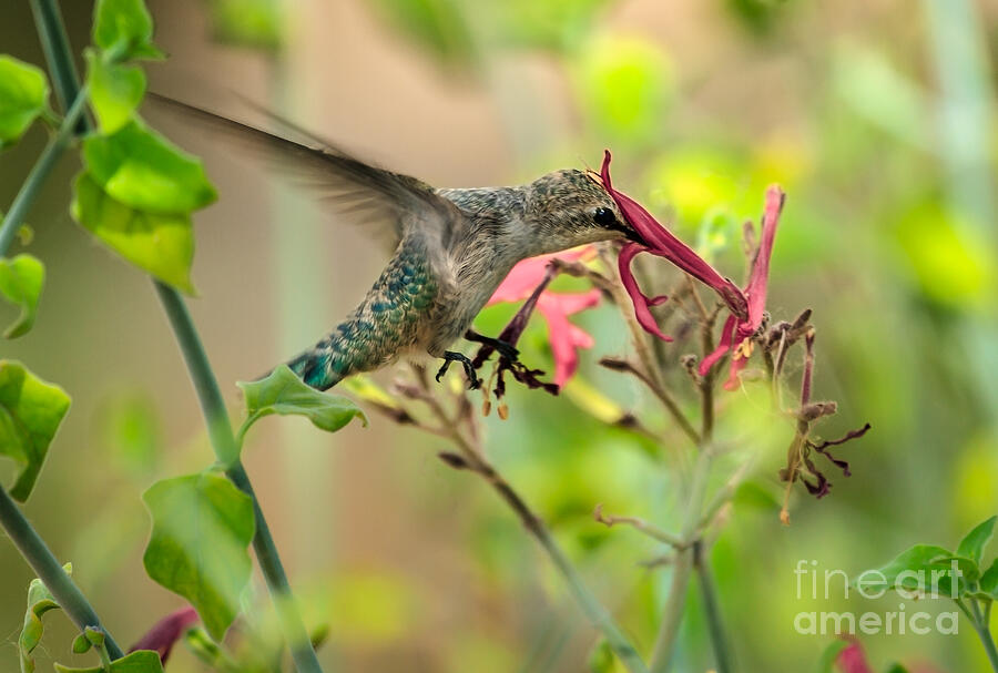 Feeding Hummingbird Photograph by Robert Bales
