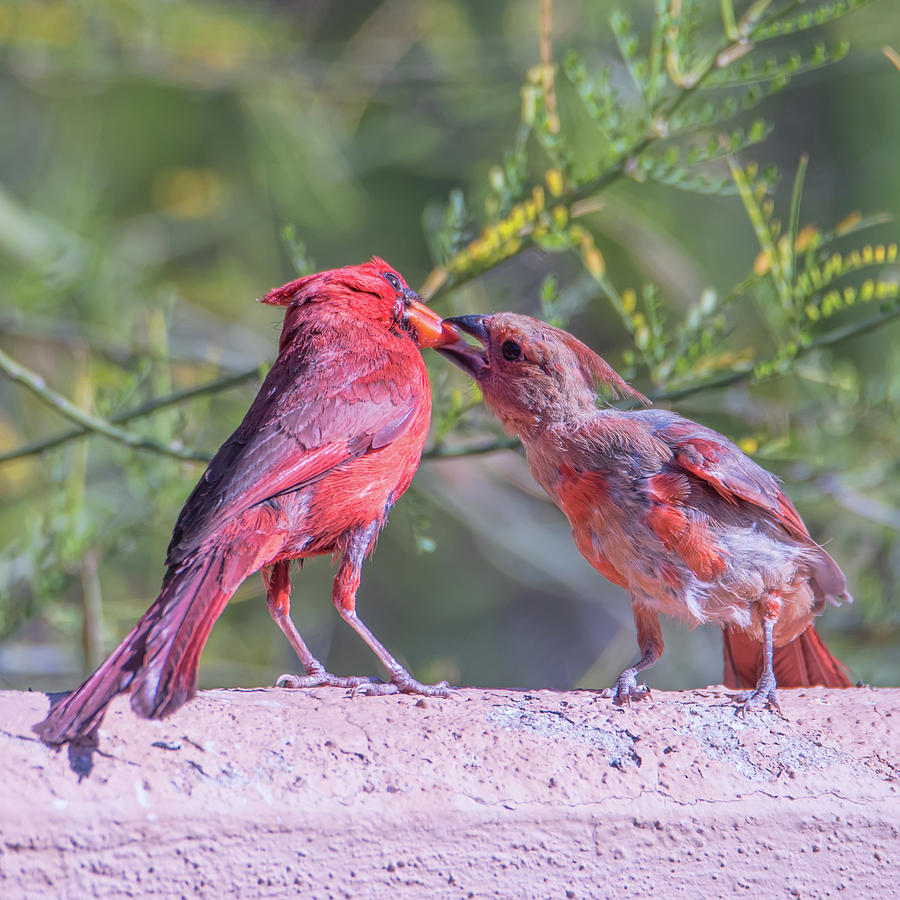 Feeding juvenile Cardinal Photograph by Dan McManus