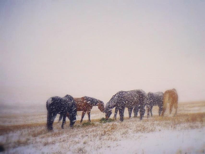 Horse Photograph - On Winter Pasture by Kelly A Wolfe