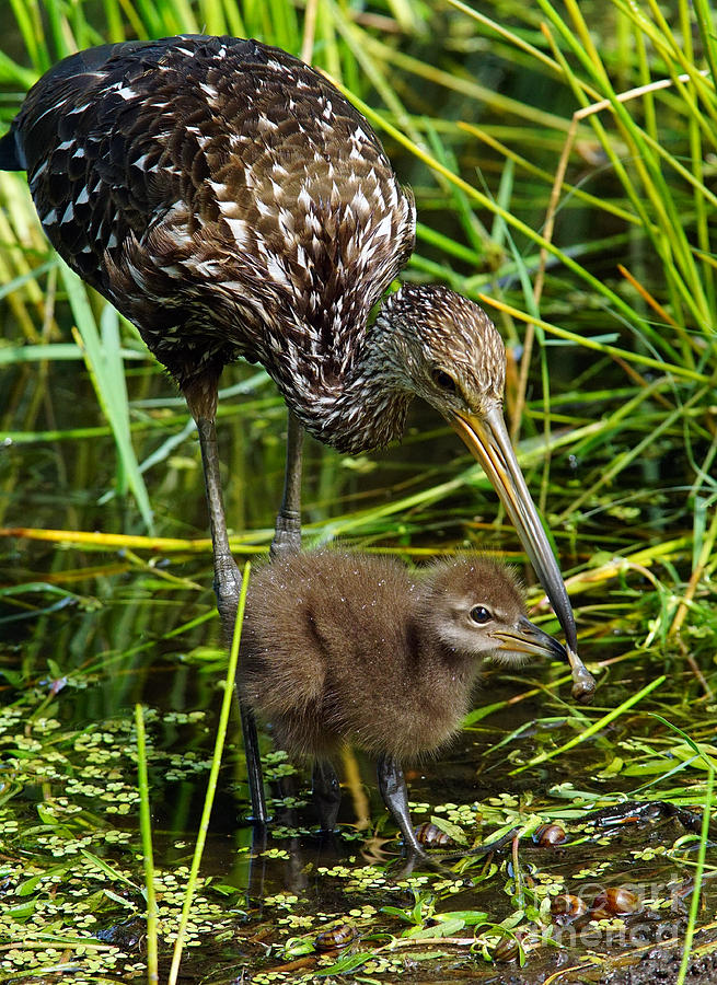 Feeding Limpkin Chick Photograph by Larry Nieland