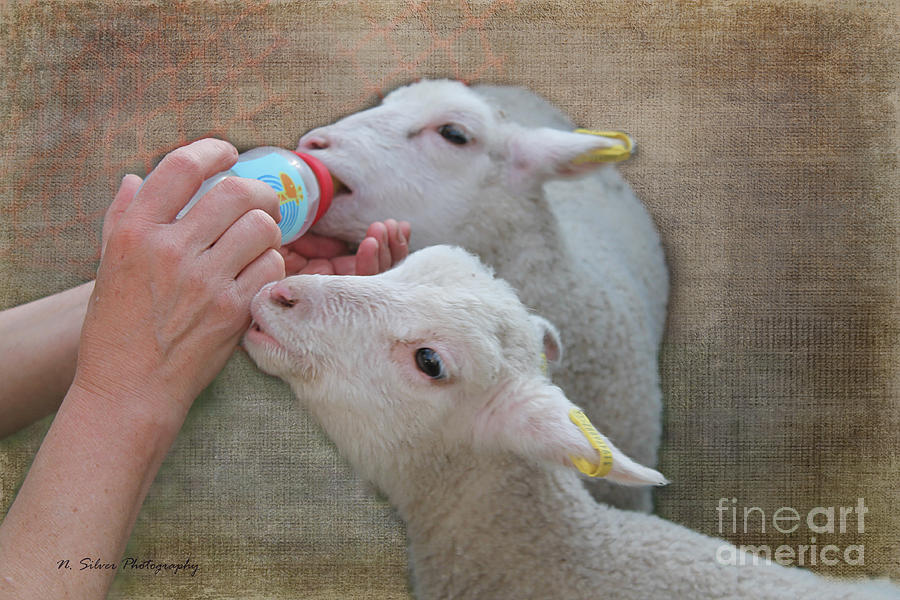 Feeding Little Lambs Photograph by Nina Silver