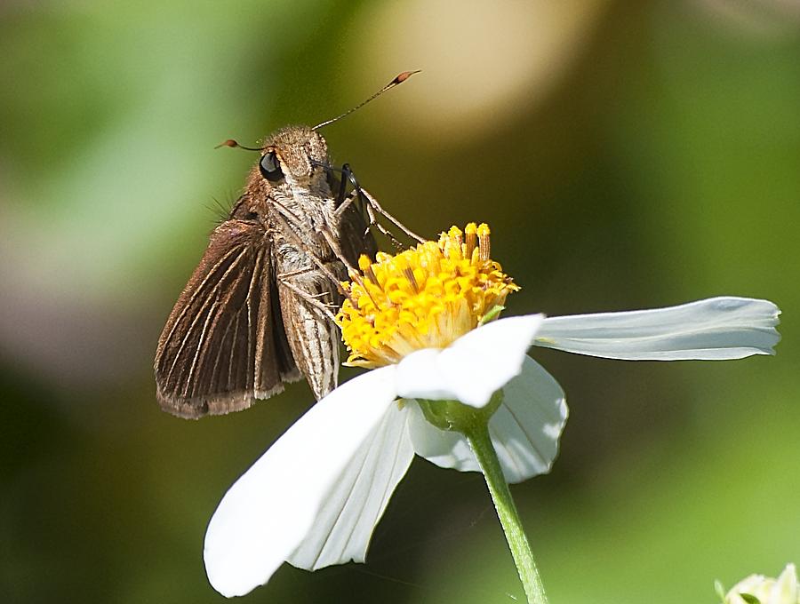 Feeding Moth Photograph by Kenneth Albin