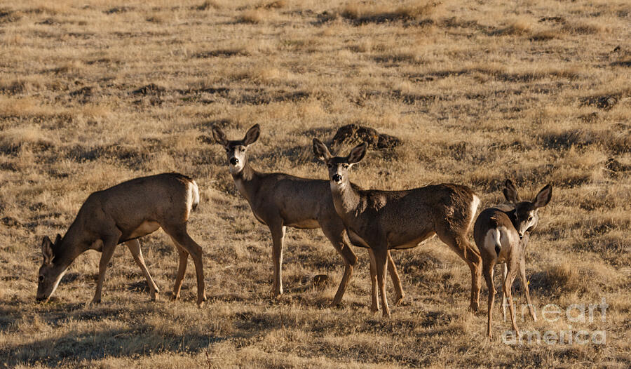 Feeding Mule Deer Photograph by Robert Bales