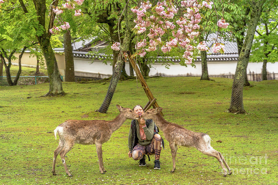 Feeding Nara deer Hanami Photograph by Benny Marty